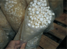 一袋金针菇产量达到0.7斤