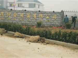 China's largest white jade mushroom production base, with an investment of 120 million
