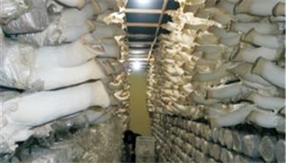 Shengyouyou Group participated in the 4th National Conference on industrialized production of edible fungi and the 7th exhibition of mushroom materials