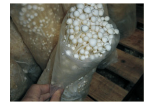 一袋金针菇产量达到0.7斤